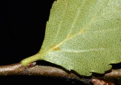 Lophozonia menziesii: abaxial side of leaf showing four fringed domatia.
 Image: K.A. Ford © Landcare Research 2015 CC BY 3.0 NZ